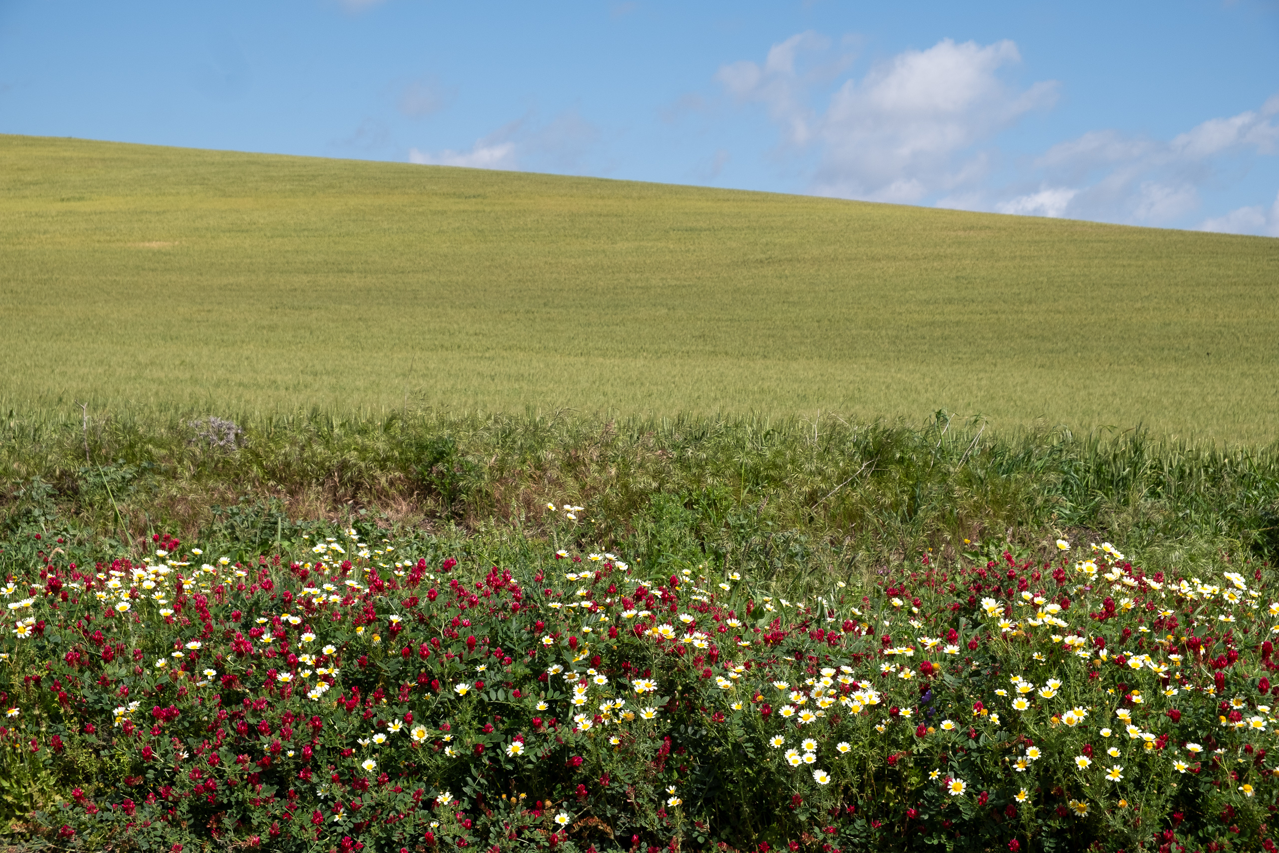 Wildblumen am Wegrand – rote Mohnblumen und Margeriten
